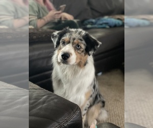 Mother of the Australian Shepherd puppies born on 06/26/2026