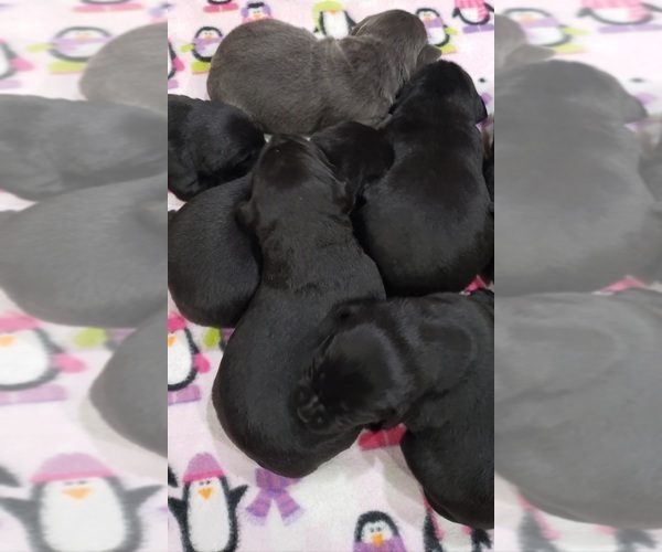 Medium Photo #1 Labrador Retriever Puppy For Sale in OLYMPIA, WA, USA