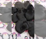 Puppy SILVER FEMALE Labrador Retriever