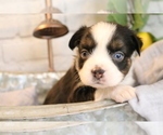 Small Photo #26 Australian Shepherd Puppy For Sale in STAFFORD, VA, USA