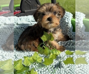 Yorkshire Terrier Puppy for sale in NACOGDOCHES, TX, USA