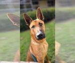 Small #6 German Shepherd Dog Mix