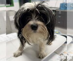 Small #1 Shih Tzu Mix