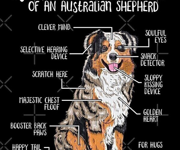 Medium Photo #67 Australian Shepherd Puppy For Sale in SYLVA, NC, USA