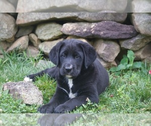 Bernese Mountain Dog-Labrador Retriever Mix Puppy for Sale in SCHUYLER, Virginia USA