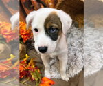Mudbud - Female Mutt Dog for Adoption - Small photo