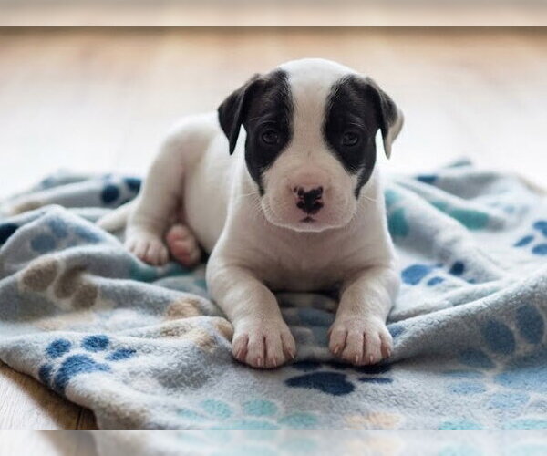 Medium Photo #1 Boxador Puppy For Sale in Grovertown, IN, USA