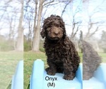 Small Photo #5 Australian Labradoodle Puppy For Sale in REIDSVILLE, NC, USA