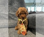 Puppy Prince Poodle (Toy)