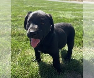 Labrador Retriever Dog for Adoption in FREDERICKSBG, Ohio USA