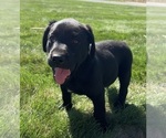 Image preview for Ad Listing. Nickname: Ash