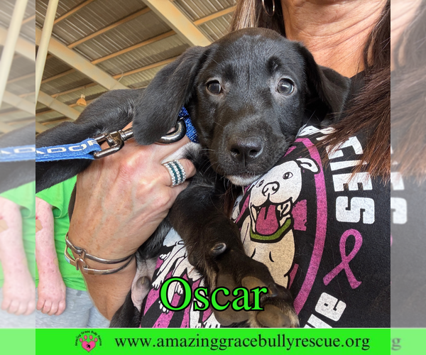 Medium Photo #7 Bulldog-Labrador Retriever Mix Puppy For Sale in Pensacola, FL, USA