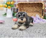 Small Photo #14 Schnauzer (Miniature) Puppy For Sale in SYRACUSE, IN, USA