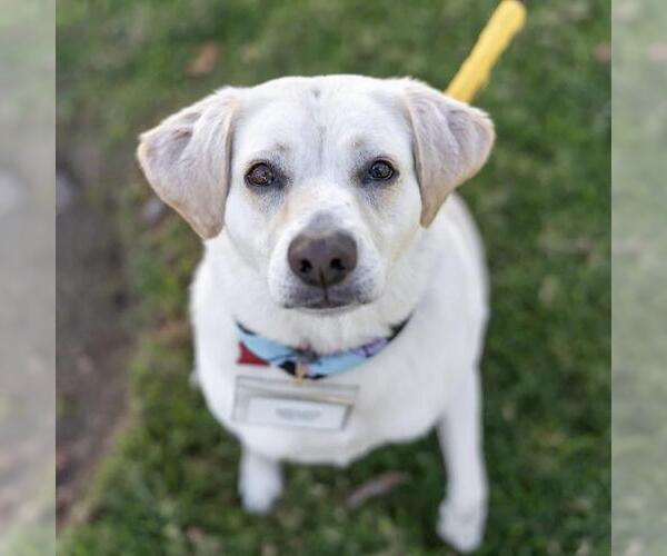 Medium Photo #6 Labrador Retriever-Unknown Mix Puppy For Sale in San Diego, CA, USA
