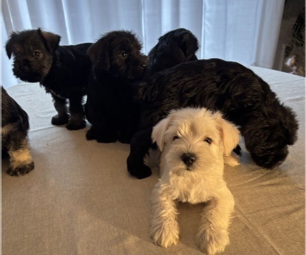 Medium Photo #9 Schnauzer (Miniature) Puppy For Sale in MURFREESBORO, TN, USA