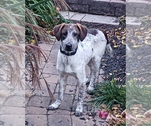 Medium Photo #2 Mutt Puppy For Sale in Uwchlan, PA, USA