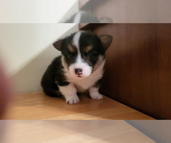 Medium Photo #1 Pembroke Welsh Corgi Puppy For Sale in CHRISTIANA, TN, USA