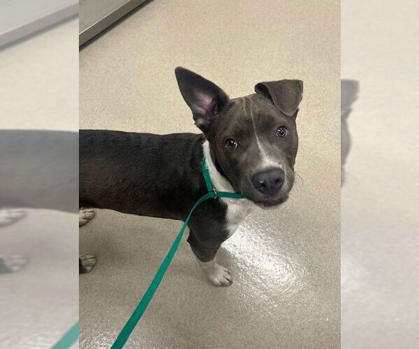 Medium Photo #1 American Pit Bull Terrier Puppy For Sale in Baytown, TX, USA