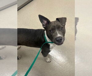 American Pit Bull Terrier Dogs for adoption in Baytown, TX, USA