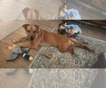 Small Photo #4 Boxador Puppy For Sale in Tuscaloosa, AL, USA