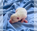 Image preview for Ad Listing. Nickname: Luca