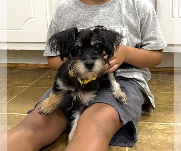 Medium Photo #2 Mutt Puppy For Sale in Wheaton, IL, USA