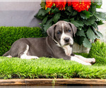 Small #1 Great Dane
