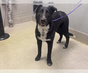 Shepradors Dogs for adoption in Las Vegas, NV, USA