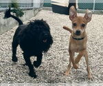 Small #1 Havanese Mix