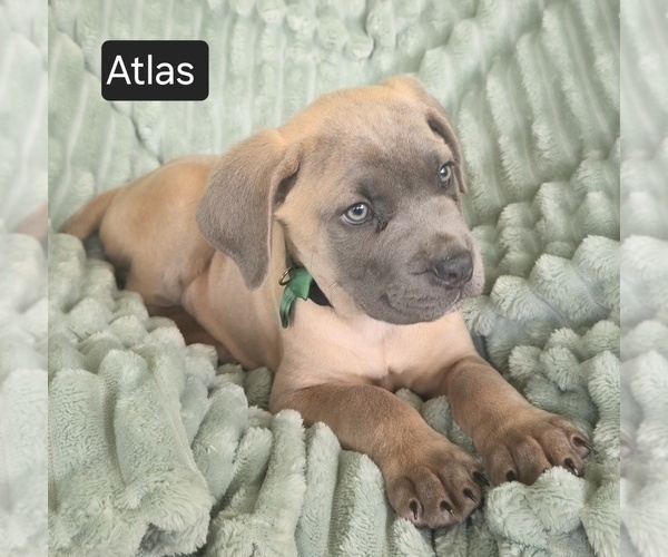 Medium Photo #10 Cane Corso Puppy For Sale in MINERAL WELLS, WV, USA