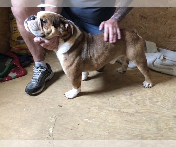 Medium Photo #1 Olde English Bulldogge Puppy For Sale in SMITHS GROVE, KY, USA