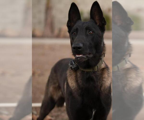 Medium Photo #14 Belgian Malinois Puppy For Sale in HIGHLAND, CA, USA