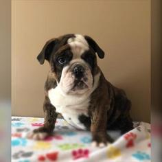English Bulldog Puppy for sale in MACON, VA, USA