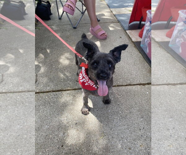 Medium Photo #8 Miniature Schnauzer-Unknown Mix Puppy For Sale in Grafton, WI, USA