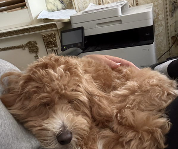 Medium Photo #1 Goldendoodle (Miniature) Puppy For Sale in STATEN ISLAND, NY, USA