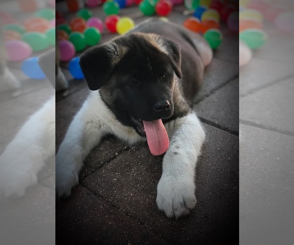 Medium Photo #5 Akita Puppy For Sale in INGLIS, FL, USA