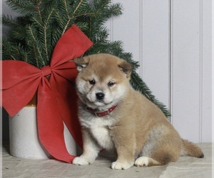 Shiba Inu Puppy for sale in FREDERICKSBURG, OH, USA