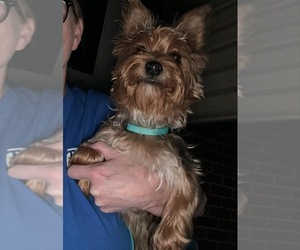 Yorkshire Terrier Puppy for sale in OKLAHOMA CITY, OK, USA