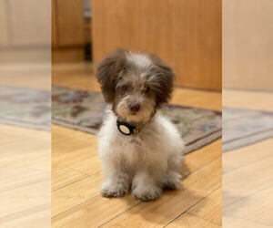 Havanese Dogs for adoption in Wheaton, IL, USA