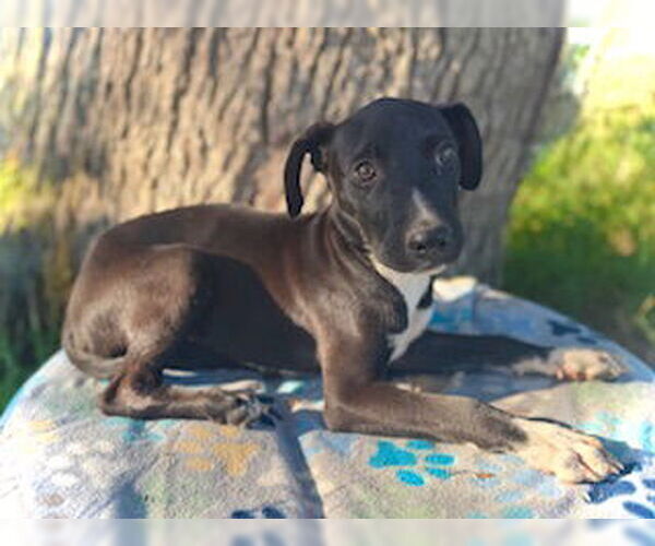 Medium Photo #2 Catahoula Leopard Dog-Unknown Mix Puppy For Sale in Pleasanton, TX, USA