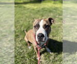 Small #4 Staffordshire Bull Terrier Mix