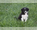 Small Photo #24 Border Collie Puppy For Sale in BLOOMINGTON, WI, USA
