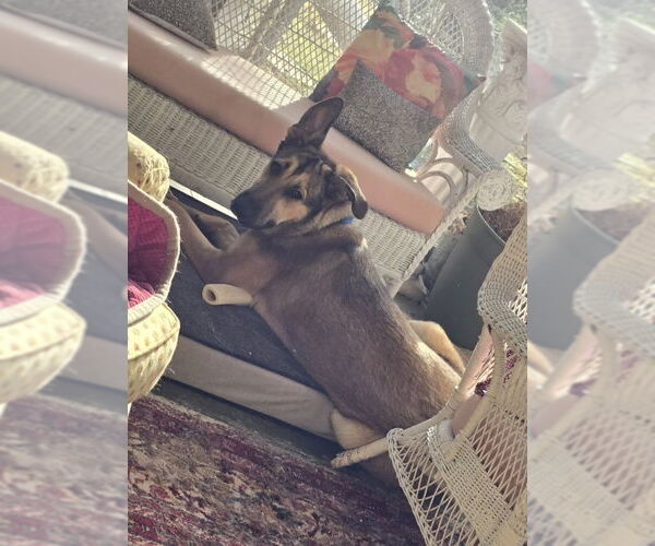 Medium Photo #14 German Shepherd Dog Puppy For Sale in Winston Salem, NC, USA