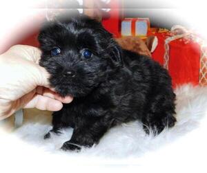 ShihPoo-Shiranian Mix Puppy for sale in HAMMOND, IN, USA