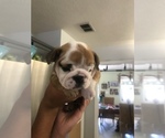 Small Photo #4 English Bulldog Puppy For Sale in STUART, FL, USA