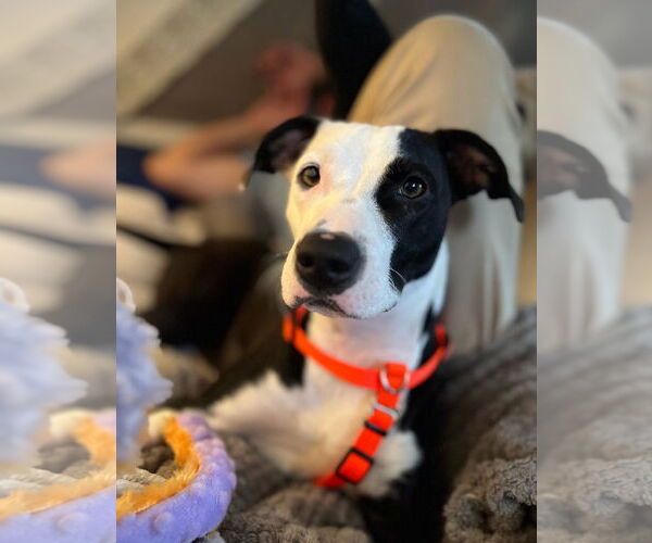 Medium Photo #1 American Pit Bull Terrier-Whippet Mix Puppy For Sale in Davis, CA, USA