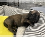 Small Photo #271 Belgian Malinois Puppy For Sale in REESEVILLE, WI, USA