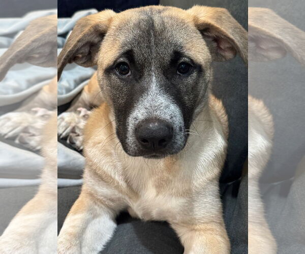 Medium Photo #3 Aussie Pyrenees Puppy For Sale in Wheaton, IL, USA