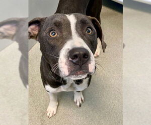 Mutt Dogs for adoption in Fayetteville, NC, USA