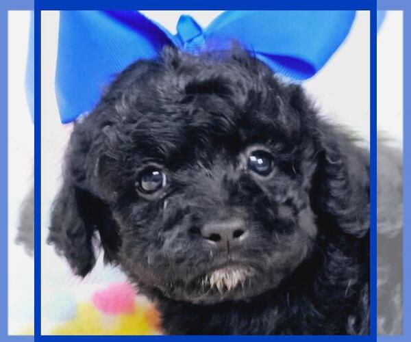 Medium Photo #4 Maltipoo Puppy For Sale in TAYLOR, TX, USA